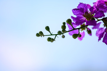 Lagerstroemia floribunda, medium-sized tree, single leaf, young leaves, red, with short hairs, soft, covered. The old leaves will disappear. The tips of the leaves are pointed lobes. The base is pinki