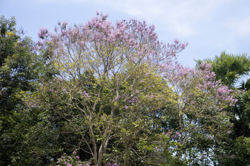 lavender field in provence france
