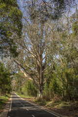 Eucalipto centenario