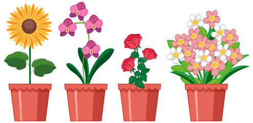 Beautiful flowers in the garden on white background