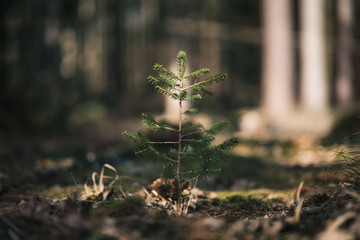 Young spruce tree seedling grow from old stump in Czech forest.  Seedling forest is growing in good conditions. - 345066790
