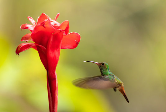 Braunschwanzamazilie (Amazilia tzacatl) in Costa Rica