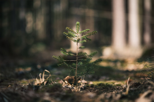 Young spruce tree seedling grow from old stump in Czech forest.  Seedling forest is growing in good conditions.