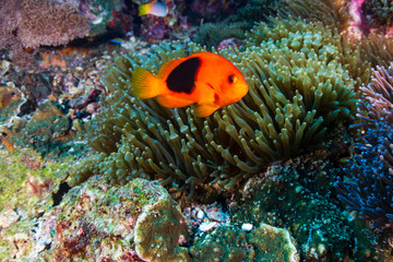 Fototapeta na wymiar Family of Red Saddleback Anemonefish (Clownfish) in their host anemone on a tropical coral reef (Richelieu Rock, Surin Islands, Thailand)