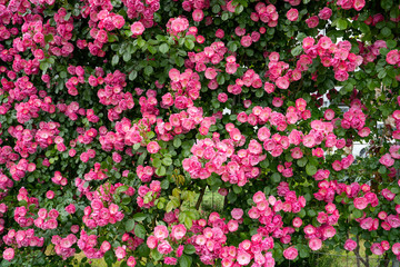 小さなバラの生垣