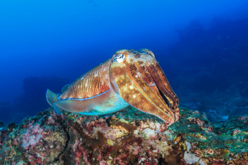 Obraz premium Pharaoh Cuttlefish on a deep tropical coral reef