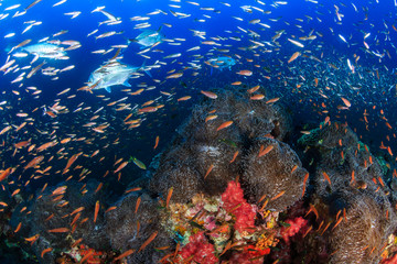 Fototapeta na wymiar Tropical fish on a colorful underwater coral reef in the Andaman Sea