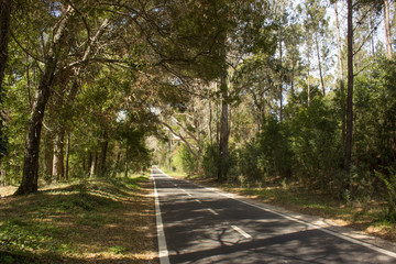Fototapeta premium Estrada na floresta