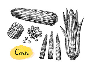 Ink sketch set of corn