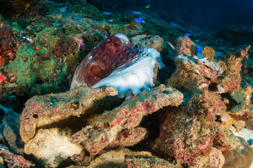 Naklejka na ściany i meble Common Octopus hiding amongst broken corals on a tropical reef in the Andaman Sea
