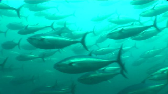 school of tuna fish underwater yellow fin blue fin wildlife ocean scenery bluefin
