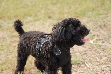 公園で遊ぶプードル