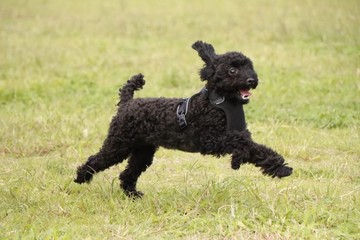 公園で遊ぶプードル