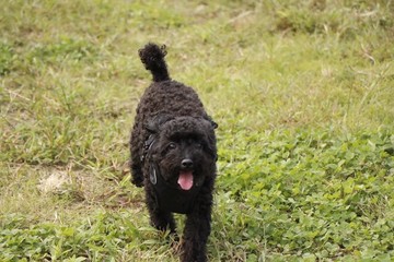 公園で遊ぶプードル