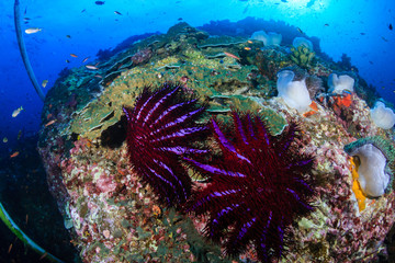 Fototapeta na wymiar Predatory Crown of Thorns Starfish feeding on and damaging a tropical coral reef