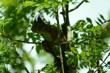 niedliches Eichhörnchen