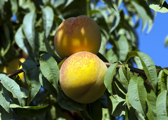 Peach tree with ripe fruit.