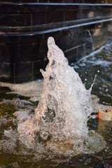 alligator in the water