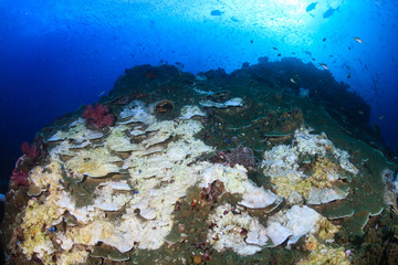 Environmental Damage - Widespred coral bleaching on a tropical reef caused by climate change and warming sea temperatures