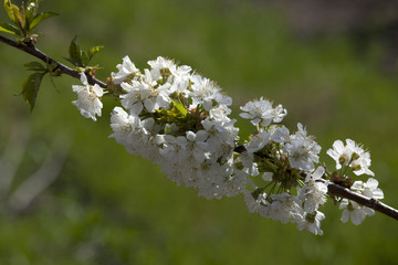Blossomed cherry twig on blurred green background.