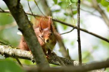 niedliches Eichh&ouml;rnchen