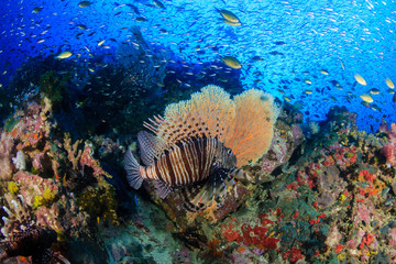 A colorful, beautiful Lionfish surrounded by corals and tropical fish on a healthy reef