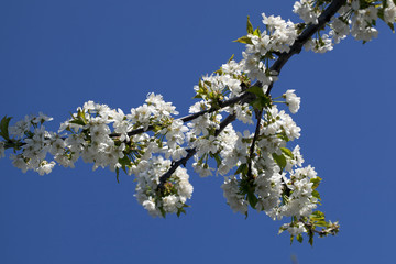Blossomed cherry twig on a sky blue background.