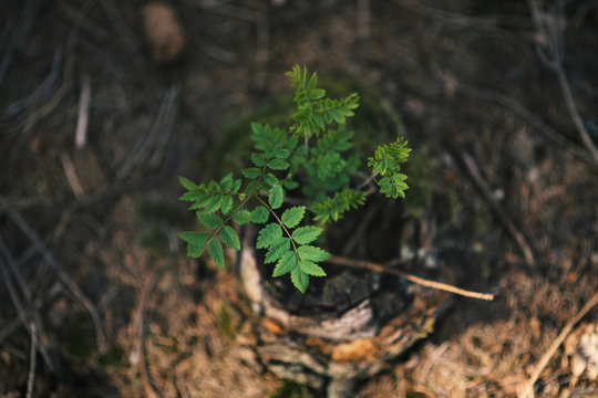 Young rowan tree seedling grow from old stump in Czech forest.  Seedling forest is growing in good conditions.