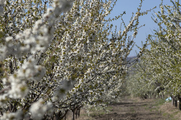 Blossomed cherry garden on a sky blue background.
