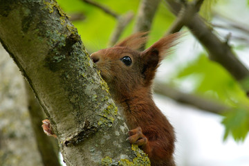 niedliches Eichhörnchen
