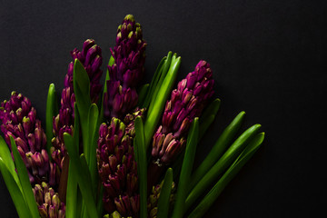 close up of hyacinth flower