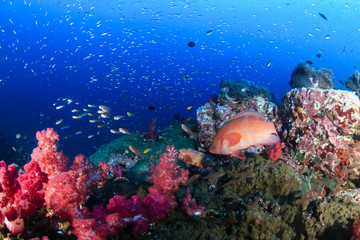 Coral Grouper (Coral Cod) on a colorful, underwater tropical coral reef