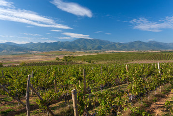 Fototapeta na wymiar Vineyards against a backdrop of a mountain landscape with blue sky.