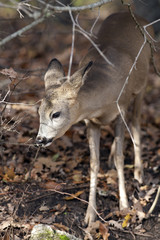 Young roe deer