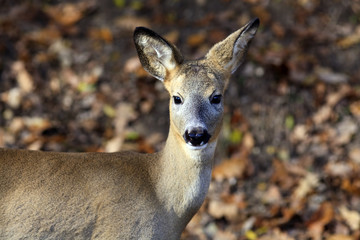Young roe deer closeup on blurred background of autumn leaves in the forest.