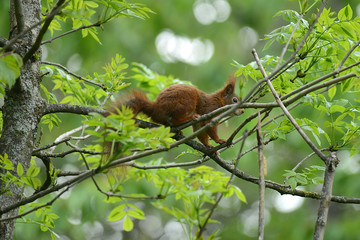 niedliches Eichhörnchen