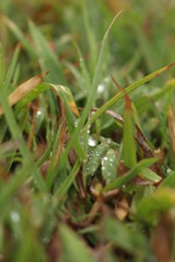 early morning photograph of water drops on grass