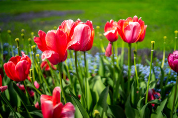 tulips on a green background, spring, north Croatia