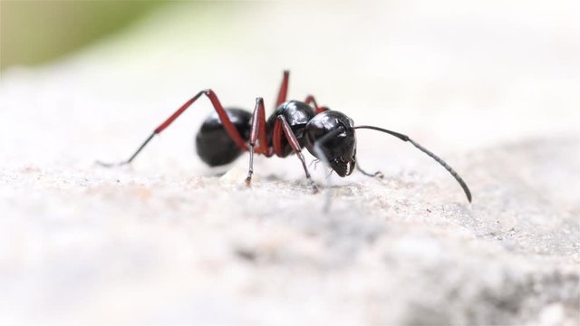 The black ant stands on a stone, macro view.