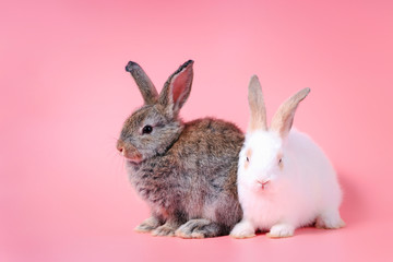 Happy cute white and gray bunny rabbit on sweet pink background.