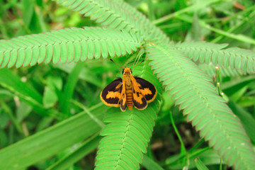 The beauty of these little butterfly wings