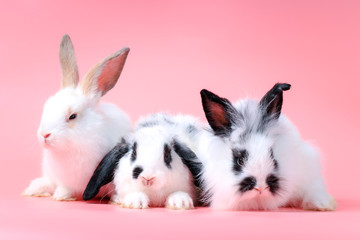 Group of three happy cute bunny rabbit on sweet pink background. adorable pet concept