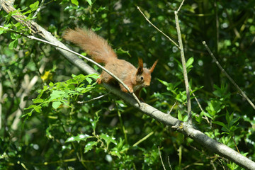 niedliches Eichhörnchen