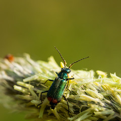 Insekten