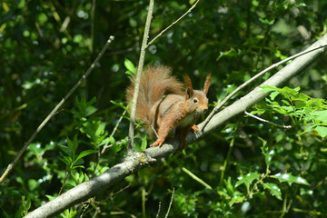niedliches Eichhörnchen