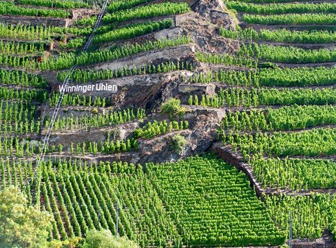 Vineyard Uhlen Moselle near Winningen Germany Mosel Wine Grape Wein Steillage