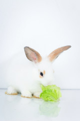 A cute white rabbit with long brown ears on white background, adorable bunny pet eating delicious green vegetable, vegetarian animal