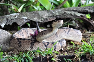 Maître de la brousse - Costa Rica