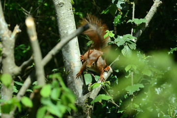 niedliches Eichhörnchen