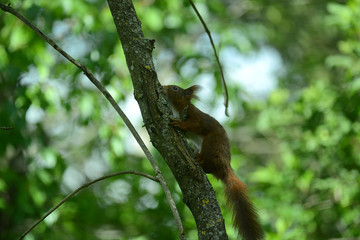 niedliches Eichhörnchen